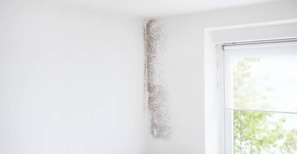 Mold Documentation for Insurance Claims in Granite Falls, WA